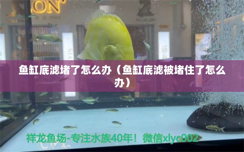 魚(yú)缸底濾堵了怎么辦（魚(yú)缸底濾被堵住了怎么辦） 黑白雙星魚(yú)