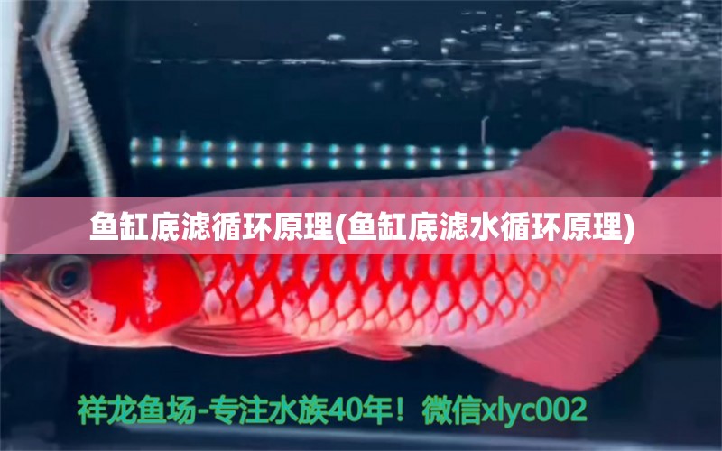 魚缸底濾循環(huán)原理(魚缸底濾水循環(huán)原理) 大白鯊魚