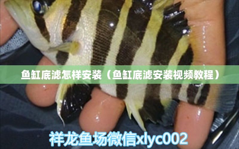 魚缸底濾怎樣安裝（魚缸底濾安裝視頻教程）