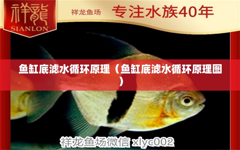 魚缸底濾水循環(huán)原理（魚缸底濾水循環(huán)原理圖）