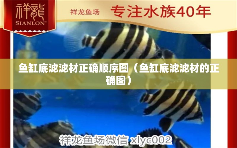 魚缸底濾濾材正確順序圖（魚缸底濾濾材的正確圖） BD魟魚