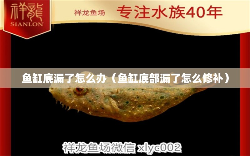 魚缸底漏了怎么辦（魚缸底部漏了怎么修補）