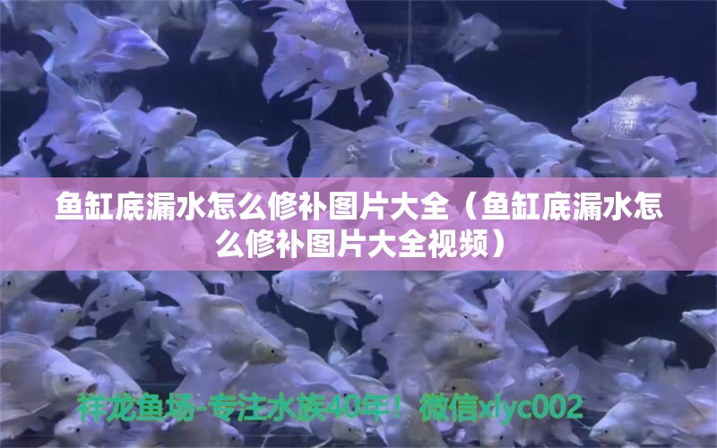 魚(yú)缸底漏水怎么修補(bǔ)圖片大全（魚(yú)缸底漏水怎么修補(bǔ)圖片大全視頻）