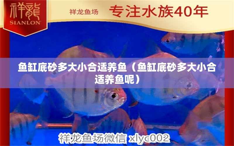 魚(yú)缸底砂多大小合適養(yǎng)魚(yú)（魚(yú)缸底砂多大小合適養(yǎng)魚(yú)呢）