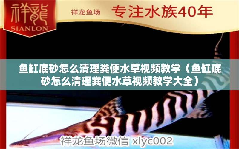 魚缸底砂怎么清理糞便水草視頻教學(xué)（魚缸底砂怎么清理糞便水草視頻教學(xué)大全）