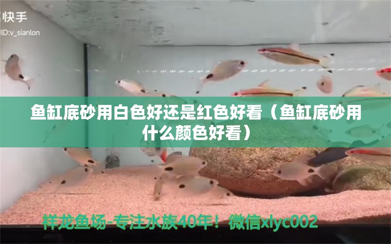 魚缸底砂用白色好還是紅色好看（魚缸底砂用什么顏色好看） 紅勾銀版魚