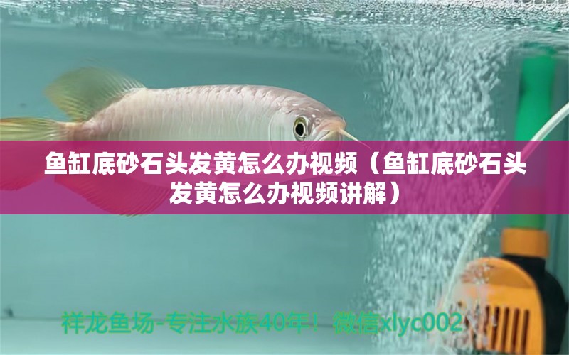 魚缸底砂石頭發(fā)黃怎么辦視頻（魚缸底砂石頭發(fā)黃怎么辦視頻講解） 紅尾平克魚