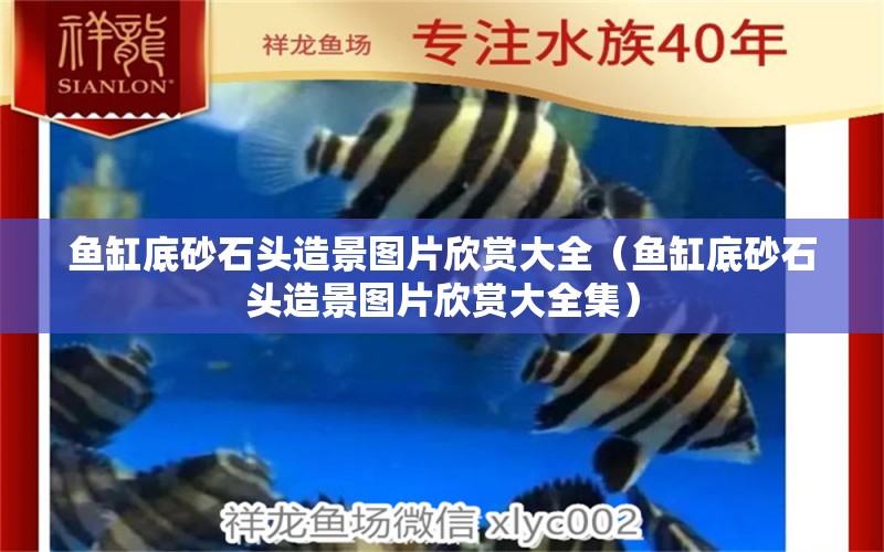 魚缸底砂石頭造景圖片欣賞大全（魚缸底砂石頭造景圖片欣賞大全集） 祥龍水族醫(yī)院