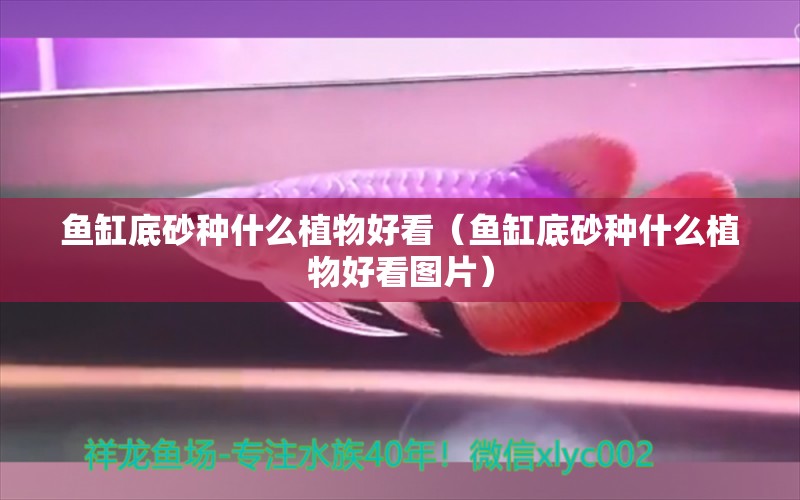 魚缸底砂種什么植物好看（魚缸底砂種什么植物好看圖片）