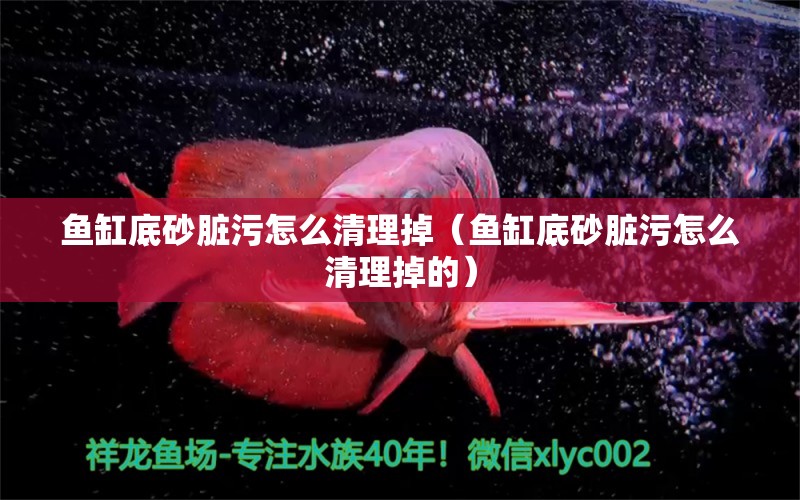 魚缸底砂臟污怎么清理掉（魚缸底砂臟污怎么清理掉的） 觀賞魚市場(chǎng)（混養(yǎng)魚）