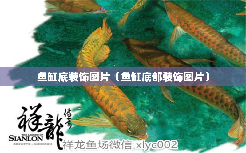 魚缸底裝飾圖片（魚缸底部裝飾圖片） 祥龍水族醫(yī)院