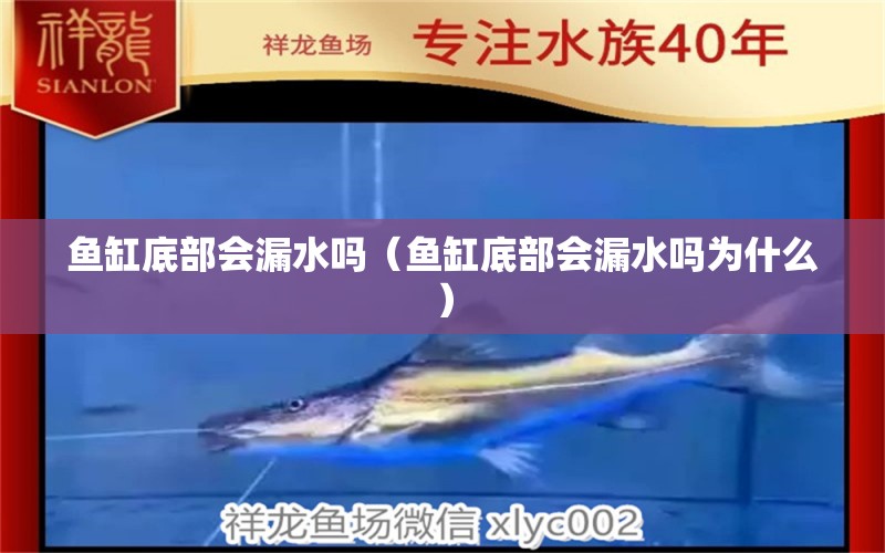 魚缸底部會漏水嗎（魚缸底部會漏水嗎為什么）