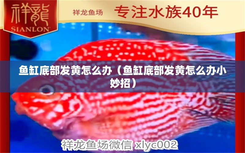 魚(yú)缸底部發(fā)黃怎么辦（魚(yú)缸底部發(fā)黃怎么辦小妙招） 觀賞魚(yú)市場(chǎng)（混養(yǎng)魚(yú)） 第2張