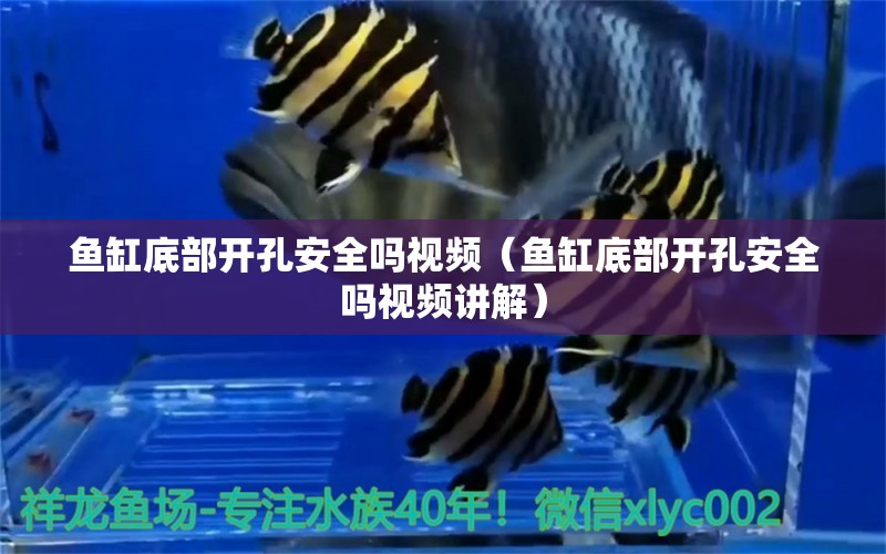 魚缸底部開孔安全嗎視頻（魚缸底部開孔安全嗎視頻講解）