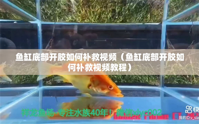 魚缸底部開膠如何補救視頻（魚缸底部開膠如何補救視頻教程）