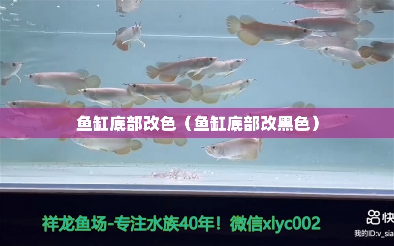 魚缸底部改色（魚缸底部改黑色） 全國水族館企業(yè)名錄