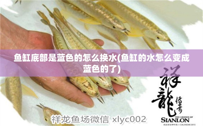 魚(yú)缸底部是藍(lán)色的怎么換水(魚(yú)缸的水怎么變成藍(lán)色的了)