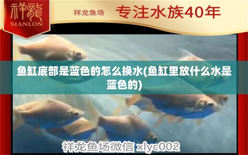 魚(yú)缸底部是藍(lán)色的怎么換水(魚(yú)缸里放什么水是藍(lán)色的)