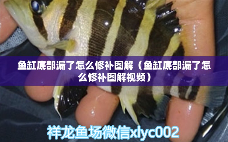 魚缸底部漏了怎么修補圖解（魚缸底部漏了怎么修補圖解視頻）