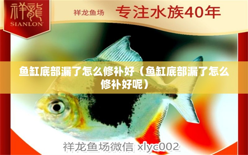 魚缸底部漏了怎么修補好（魚缸底部漏了怎么修補好呢）