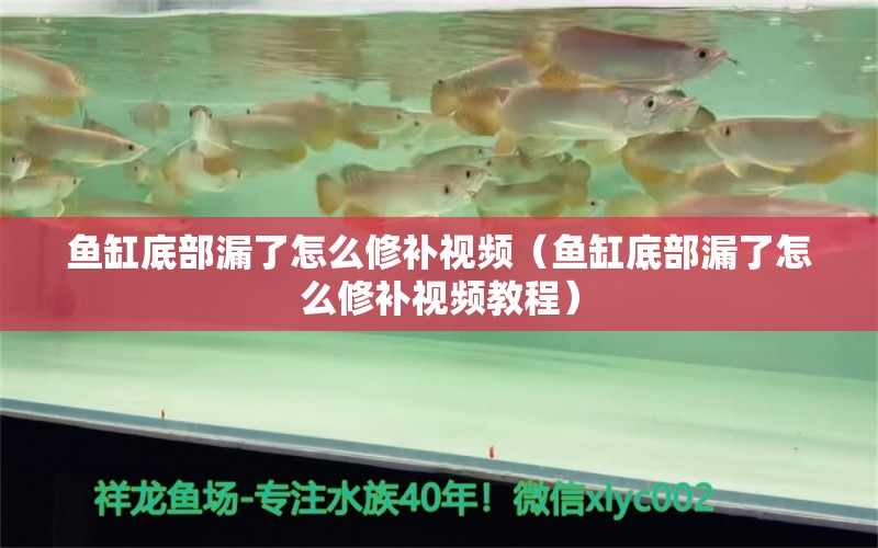 魚缸底部漏了怎么修補視頻（魚缸底部漏了怎么修補視頻教程）