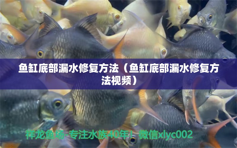 魚缸底部漏水修復(fù)方法（魚缸底部漏水修復(fù)方法視頻）