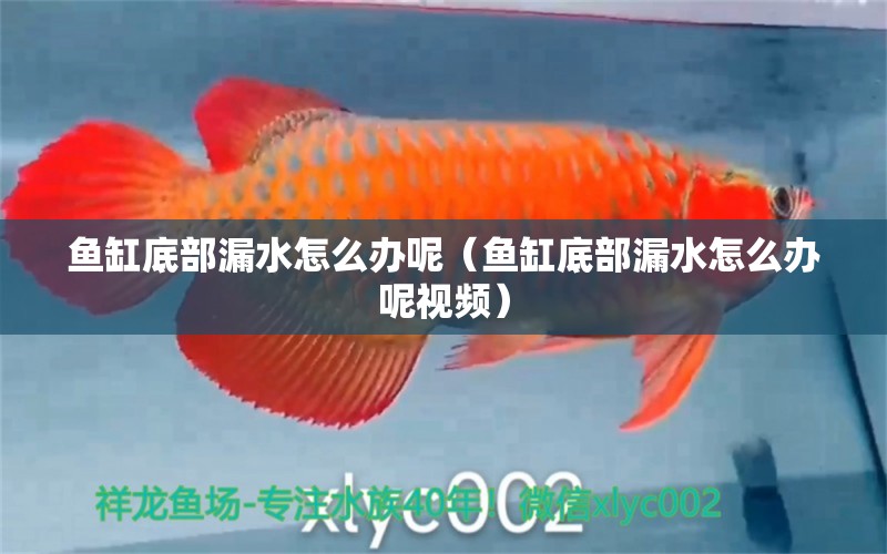 魚(yú)缸底部漏水怎么辦呢（魚(yú)缸底部漏水怎么辦呢視頻） 其他品牌魚(yú)缸