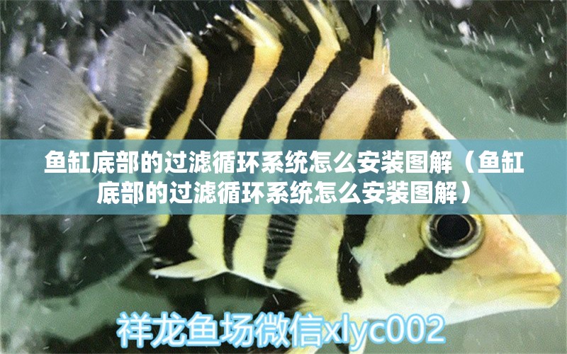 魚(yú)缸底部的過(guò)濾循環(huán)系統(tǒng)怎么安裝圖解（魚(yú)缸底部的過(guò)濾循環(huán)系統(tǒng)怎么安裝圖解）