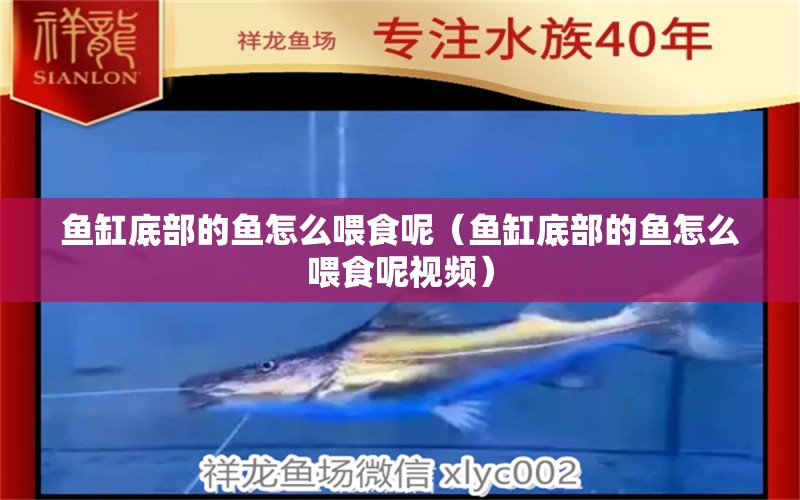 魚(yú)缸底部的魚(yú)怎么喂食呢（魚(yú)缸底部的魚(yú)怎么喂食呢視頻）