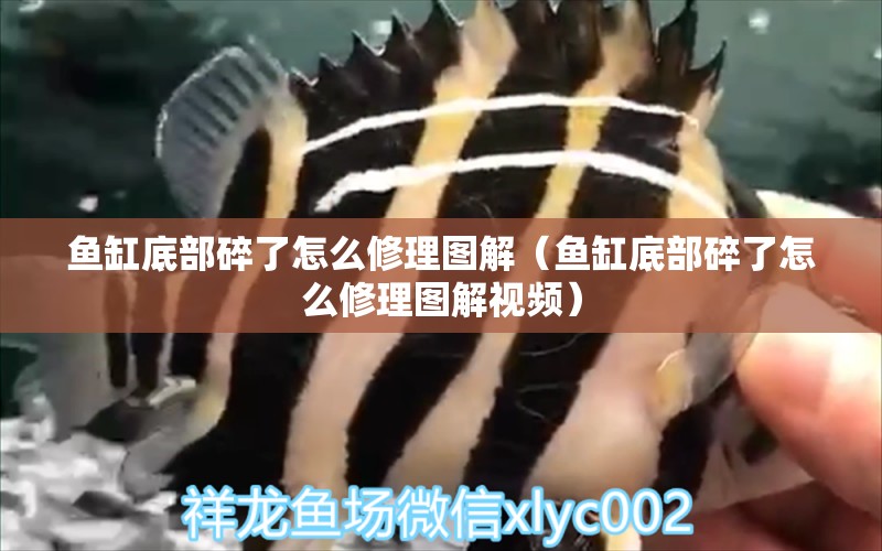 魚缸底部碎了怎么修理圖解（魚缸底部碎了怎么修理圖解視頻）