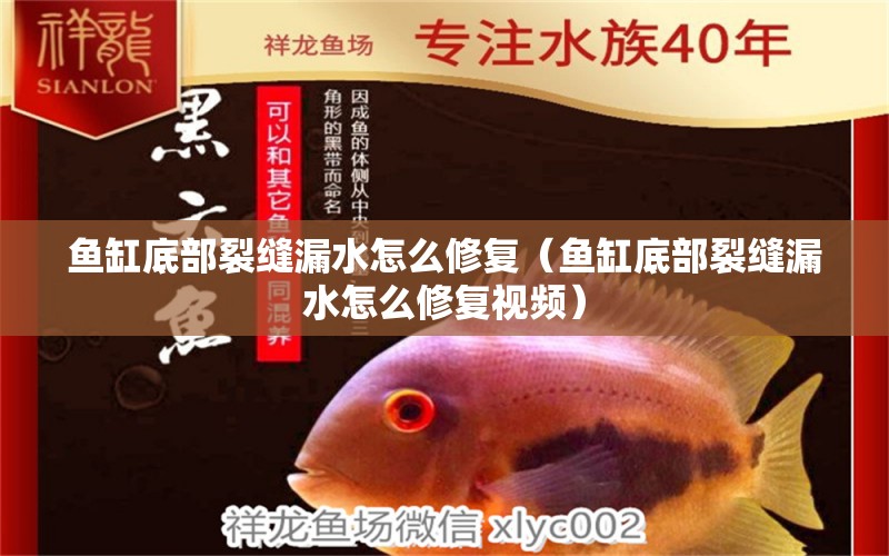 魚缸底部裂縫漏水怎么修復(fù)（魚缸底部裂縫漏水怎么修復(fù)視頻）