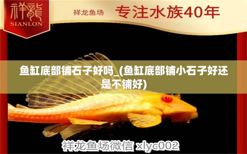 魚(yú)缸底部鋪石子好嗎_(魚(yú)缸底部鋪小石子好還是不鋪好) 紅化白子銀龍