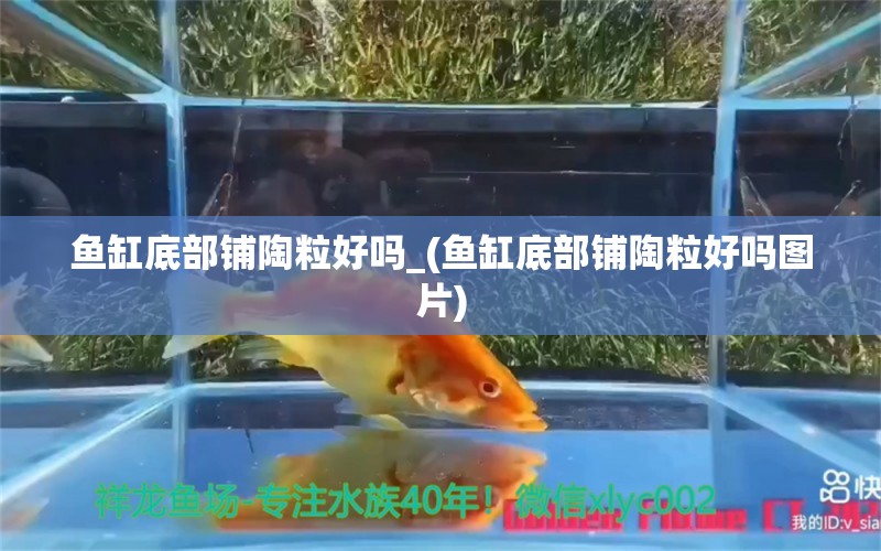 魚缸底部鋪陶粒好嗎_(魚缸底部鋪陶粒好嗎圖片) 文玩