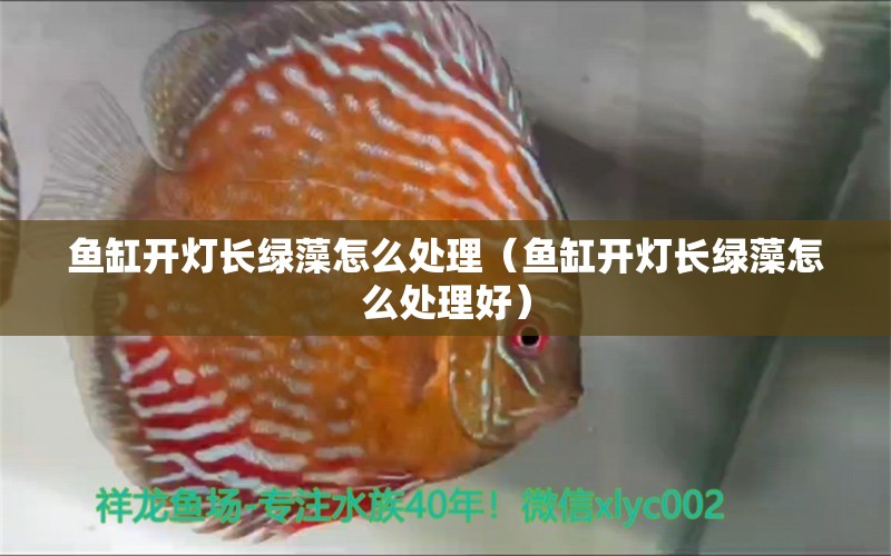 魚缸開燈長綠藻怎么處理（魚缸開燈長綠藻怎么處理好） 元寶鳳凰魚