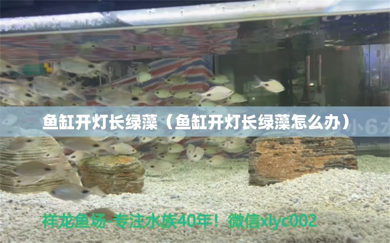 魚缸開燈長綠藻（魚缸開燈長綠藻怎么辦）