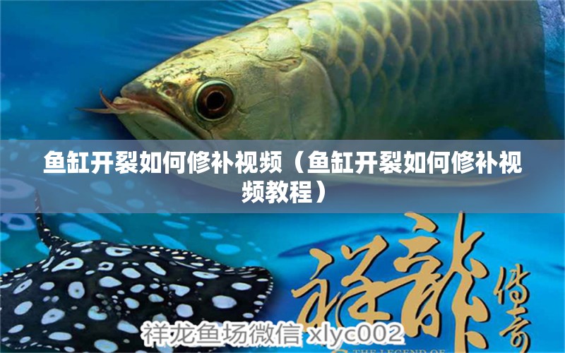 魚(yú)缸開(kāi)裂如何修補(bǔ)視頻（魚(yú)缸開(kāi)裂如何修補(bǔ)視頻教程） 祥龍水族醫(yī)院