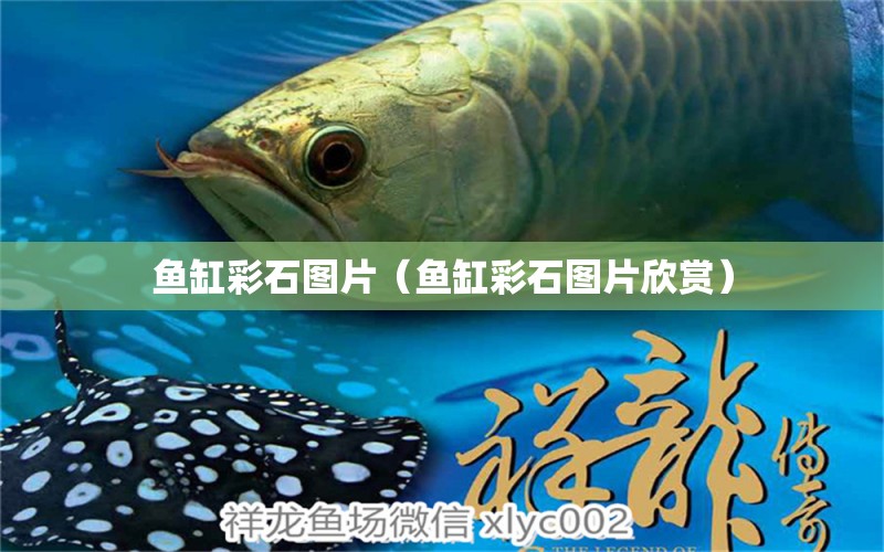 魚缸彩石圖片（魚缸彩石圖片欣賞） 龍鳳鯉魚