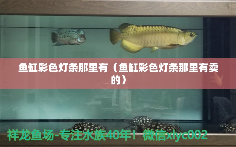 魚缸彩色燈條那里有（魚缸彩色燈條那里有賣的） 觀賞魚市場（混養(yǎng)魚）