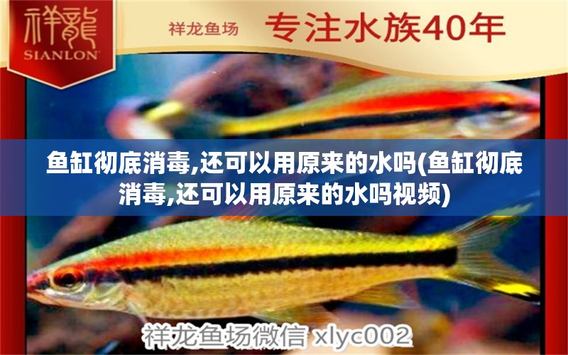 魚缸徹底消毒,還可以用原來的水嗎(魚缸徹底消毒,還可以用原來的水嗎視頻) 金龍福龍魚