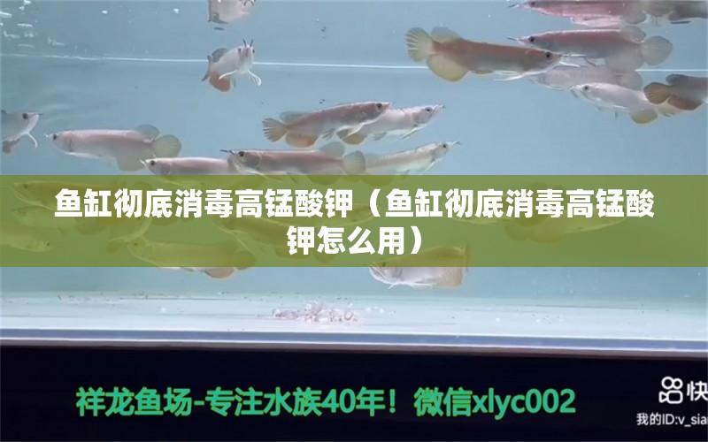 魚缸徹底消毒高錳酸鉀（魚缸徹底消毒高錳酸鉀怎么用） 銀龍魚