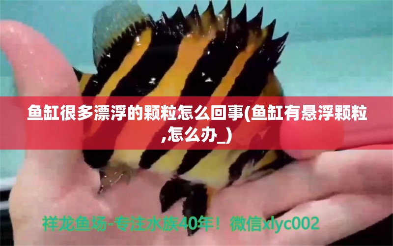 魚缸很多漂浮的顆粒怎么回事(魚缸有懸浮顆粒,怎么辦_) 女王大帆魚