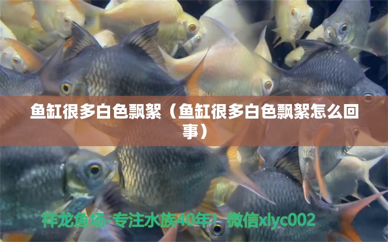 魚缸很多白色飄絮（魚缸很多白色飄絮怎么回事）