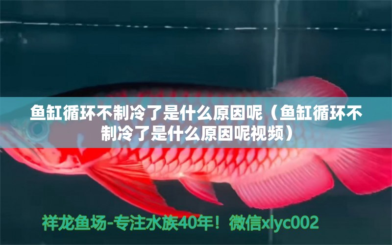 魚缸循環(huán)不制冷了是什么原因呢（魚缸循環(huán)不制冷了是什么原因呢視頻） 充氧泵