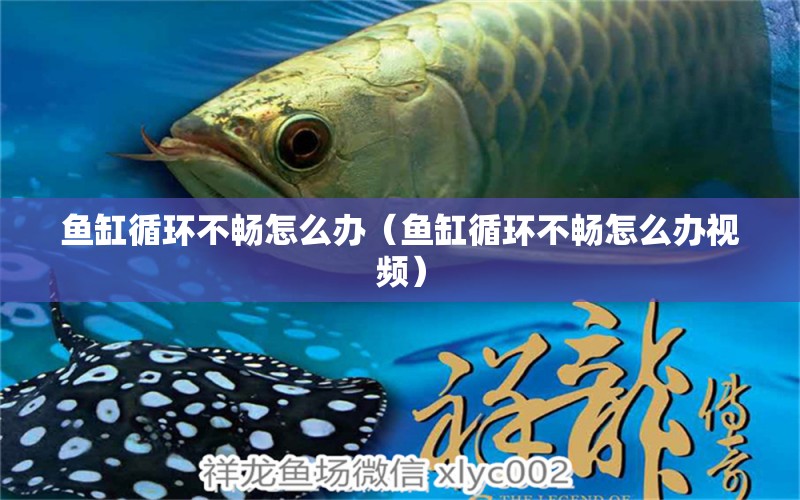 魚(yú)缸循環(huán)不暢怎么辦（魚(yú)缸循環(huán)不暢怎么辦視頻）