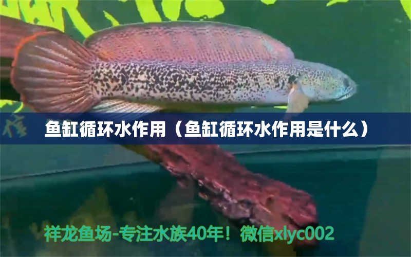 魚缸循環(huán)水作用（魚缸循環(huán)水作用是什么）