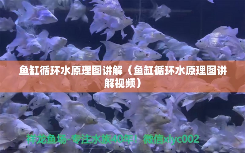 魚缸循環(huán)水原理圖講解（魚缸循環(huán)水原理圖講解視頻）