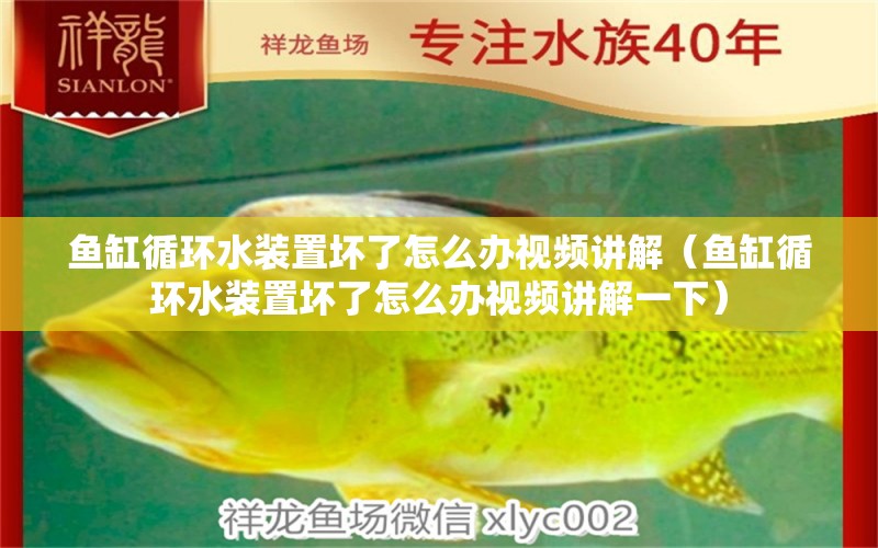 魚(yú)缸循環(huán)水裝置壞了怎么辦視頻講解（魚(yú)缸循環(huán)水裝置壞了怎么辦視頻講解一下）