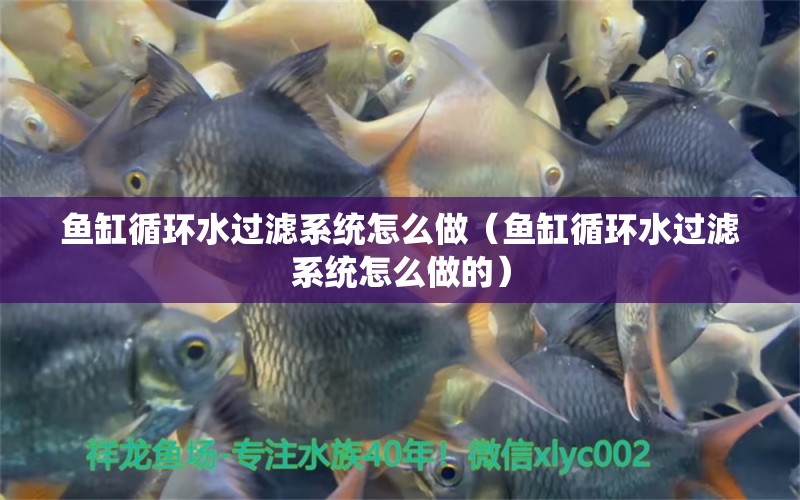 魚缸循環(huán)水過濾系統(tǒng)怎么做（魚缸循環(huán)水過濾系統(tǒng)怎么做的）