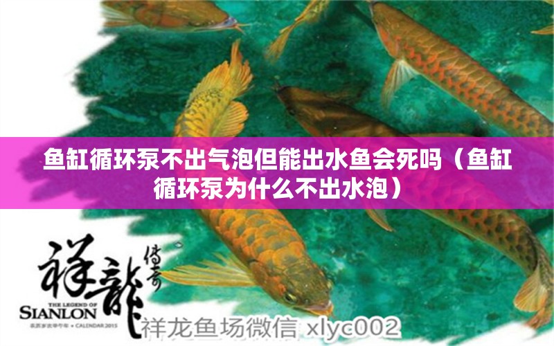 魚缸循環(huán)泵不出氣泡但能出水魚會死嗎（魚缸循環(huán)泵為什么不出水泡） 廣州觀賞魚批發(fā)市場