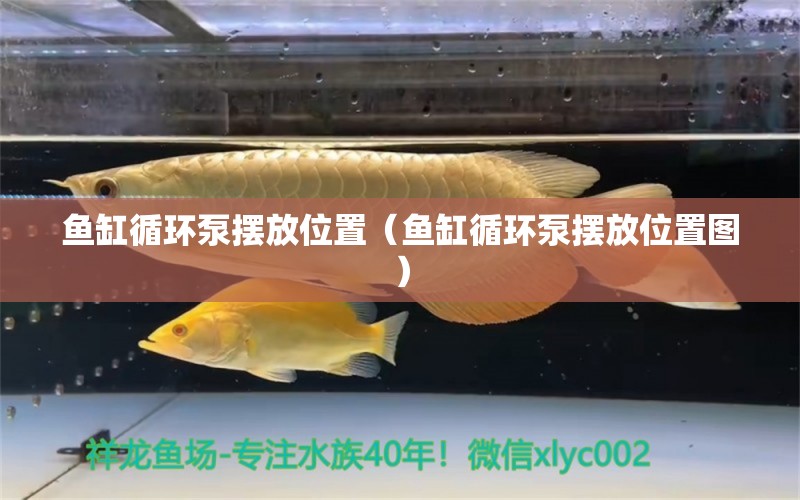 魚缸循環(huán)泵擺放位置（魚缸循環(huán)泵擺放位置圖）